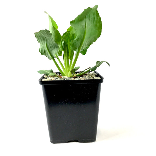 Yerba Mansa, 5in, Anemopsis californica - Floral Acres Greenhouse & Garden Centre