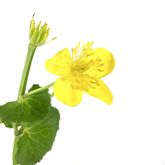 Marsh Marigold, 5in, Caltha palustris - Floral Acres Greenhouse & Garden Centre