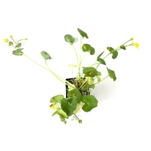 Load image into Gallery viewer, Marsh Marigold, 5in, Caltha palustris - Floral Acres Greenhouse &amp; Garden Centre
