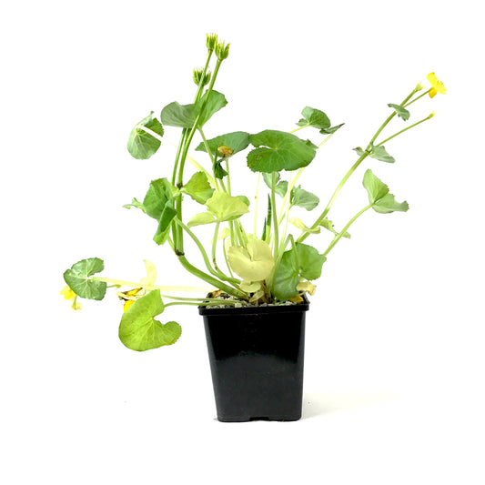Marsh Marigold, 5in, Caltha palustris - Floral Acres Greenhouse & Garden Centre
