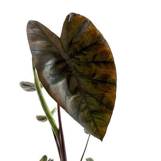 Colocasia, 5in, Diamond Head - Floral Acres Greenhouse & Garden Centre