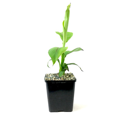 Banana, 5in, Hardy Musa Basjoo - Floral Acres Greenhouse & Garden Centre