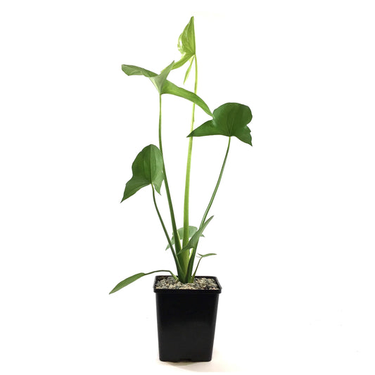 Arrowhead, 5in, Sagittaria Latifolia - Floral Acres Greenhouse & Garden Centre