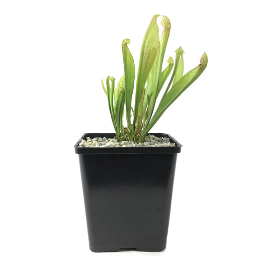 Sarracenia, 5in, Scarlet Belle - Floral Acres Greenhouse & Garden Centre