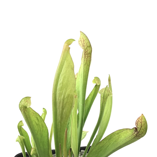 Sarracenia, 5in, Scarlet Belle - Floral Acres Greenhouse & Garden Centre