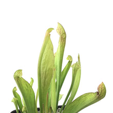 Load image into Gallery viewer, Sarracenia, 5in, Scarlet Belle - Floral Acres Greenhouse &amp; Garden Centre

