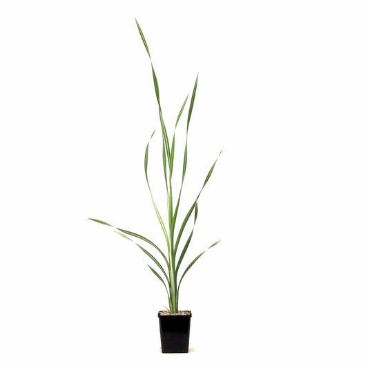 Cattail, 5in, Variegated - Floral Acres Greenhouse & Garden Centre