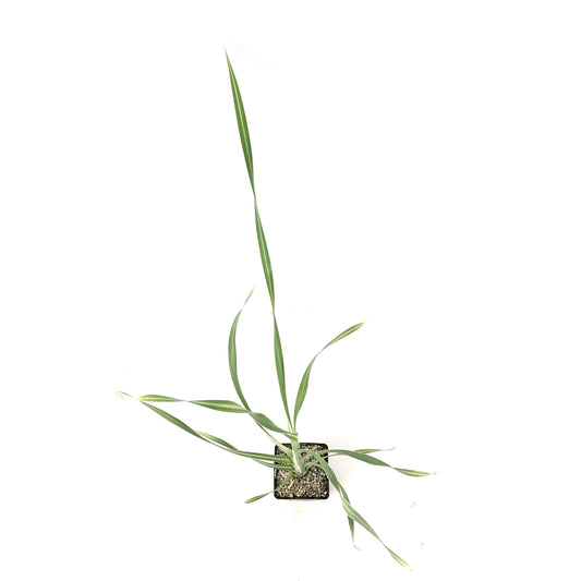Cattail, 5in, Variegated - Floral Acres Greenhouse & Garden Centre