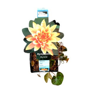 Water Lily, 5in, Aurora Mini Orange - Floral Acres Greenhouse & Garden Centre
