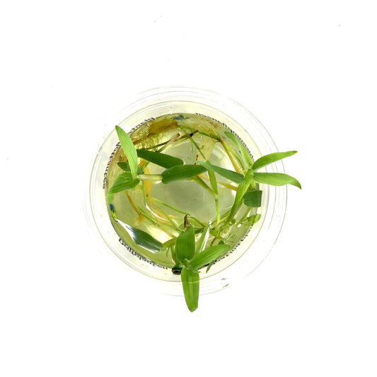 Water Bamboo, Bulk - Floral Acres Greenhouse & Garden Centre