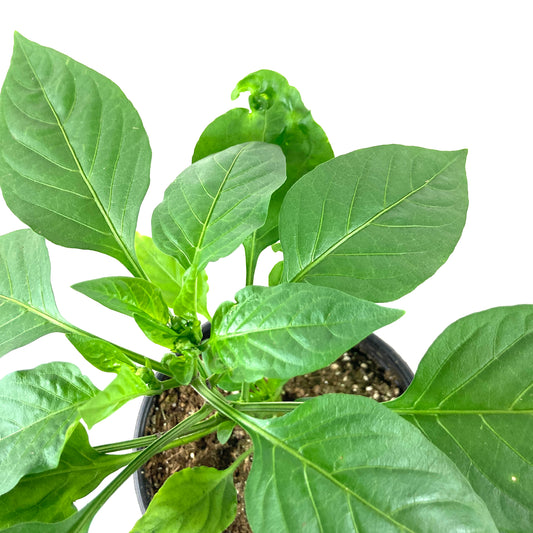 Vegetable, 1gal, Bell Pepper - Floral Acres Greenhouse & Garden Centre