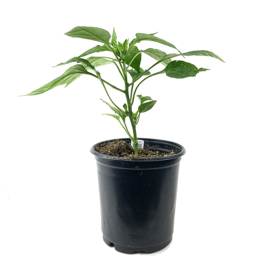 Vegetable, 1gal, Bell Pepper - Floral Acres Greenhouse & Garden Centre