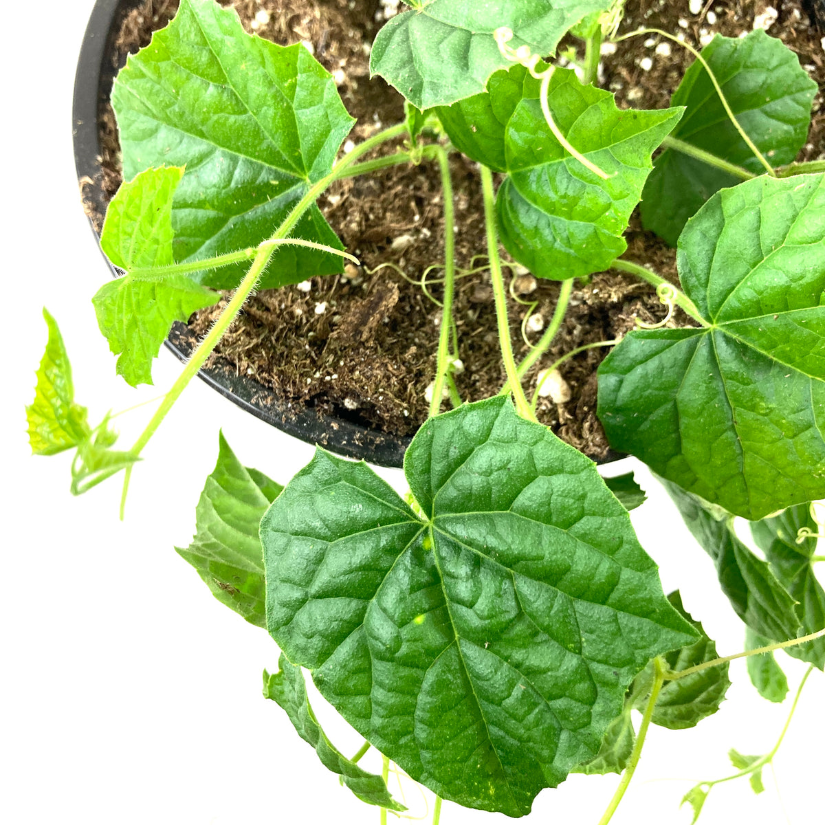 Fruit, 1gal, Cucamelon - Floral Acres Greenhouse & Garden Centre