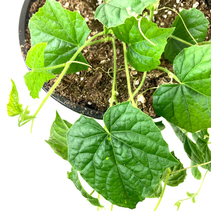 Fruit, 1gal, Cucamelon - Floral Acres Greenhouse & Garden Centre