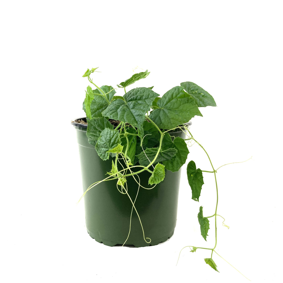 Fruit, 1gal, Cucamelon - Floral Acres Greenhouse & Garden Centre