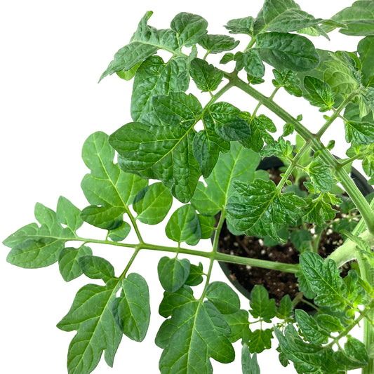 Vegetable, 1gal, Tomato - Floral Acres Greenhouse & Garden Centre