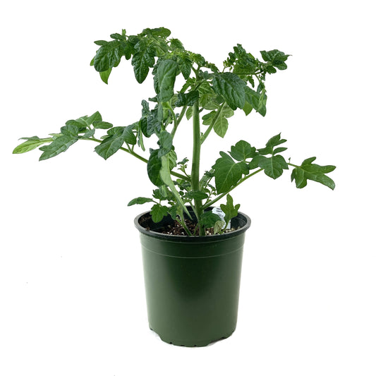Vegetable, 1gal, Tomato - Floral Acres Greenhouse & Garden Centre
