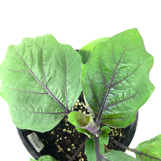 Vegetable, 1gal, Eggplant - Floral Acres Greenhouse & Garden Centre