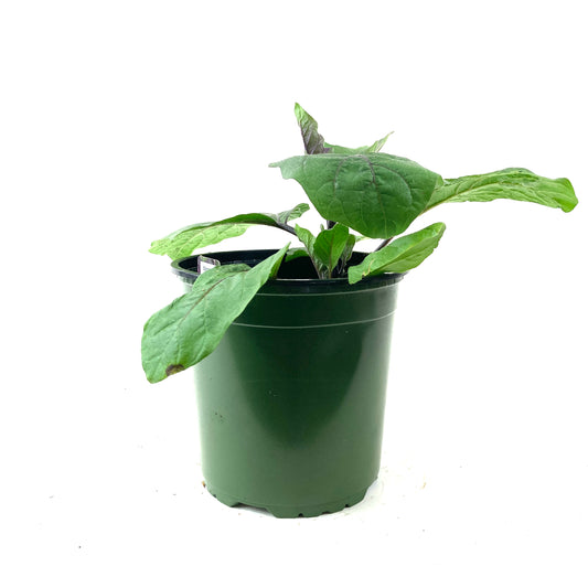 Vegetable, 1gal, Eggplant - Floral Acres Greenhouse & Garden Centre