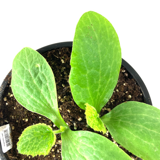 Vegetable, 1gal, Zucchini - Floral Acres Greenhouse & Garden Centre