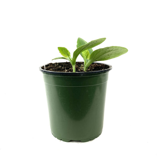 Vegetable, 1gal, Zucchini - Floral Acres Greenhouse & Garden Centre