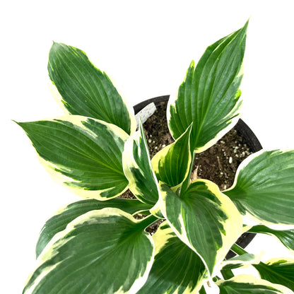 Perennial, 1gal, Hosta 'Minuteman' - Floral Acres Greenhouse & Garden Centre