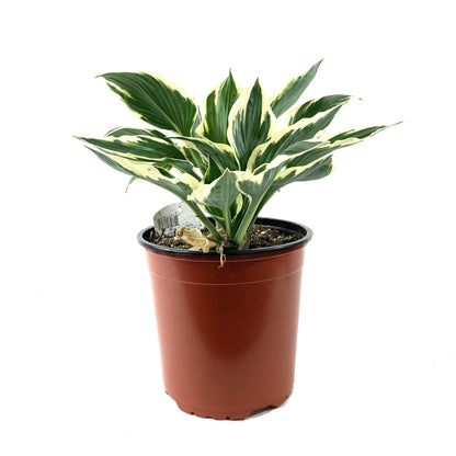 Perennial, 1gal, Hosta 'Minuteman' - Floral Acres Greenhouse & Garden Centre