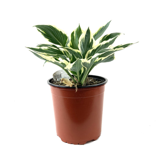 Perennial, 1gal, Hosta 'Minuteman' - Floral Acres Greenhouse & Garden Centre
