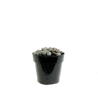 Succulent, 2in, Aloinopsis schooneesii