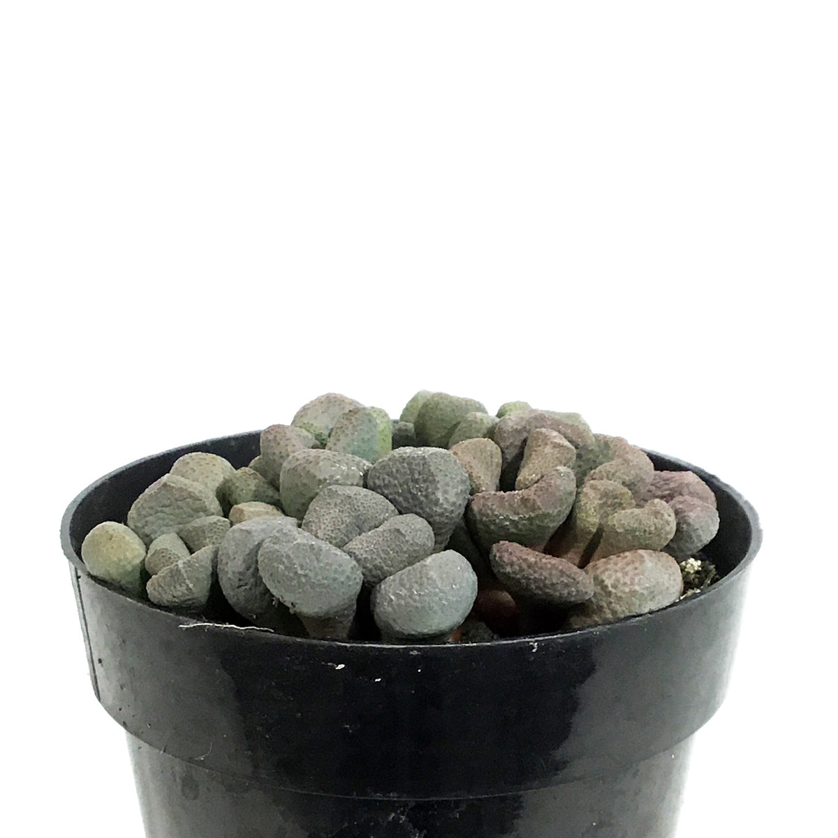 Succulent, 2in, Aloinopsis schooneesii