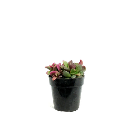 Succulent, 2in, Anacampseros Sunrise