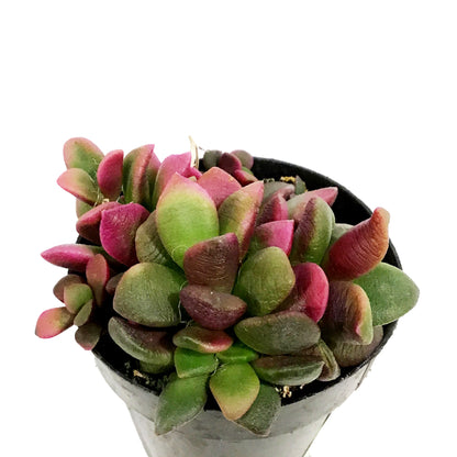 Succulent, 2in, Anacampseros Sunrise