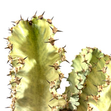Load image into Gallery viewer, Cactus, 10in, African Golden Candelabra - Floral Acres Greenhouse &amp; Garden Centre
