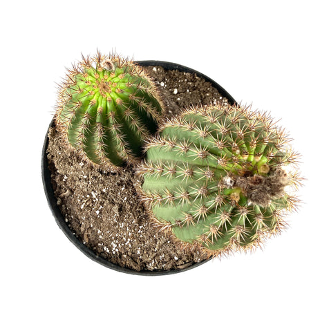 Cactus, 10in, Trichocereus Sun Goddess - Floral Acres Greenhouse & Garden Centre