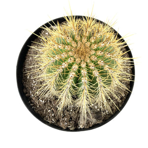 Cactus, 10in, Trichocereus grandiflorus 'Torch' - Floral Acres Greenhouse & Garden Centre