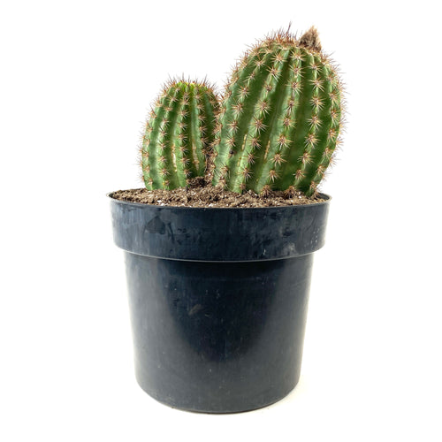 Cactus, 10in, Trichocereus Sun Goddess - Floral Acres Greenhouse & Garden Centre