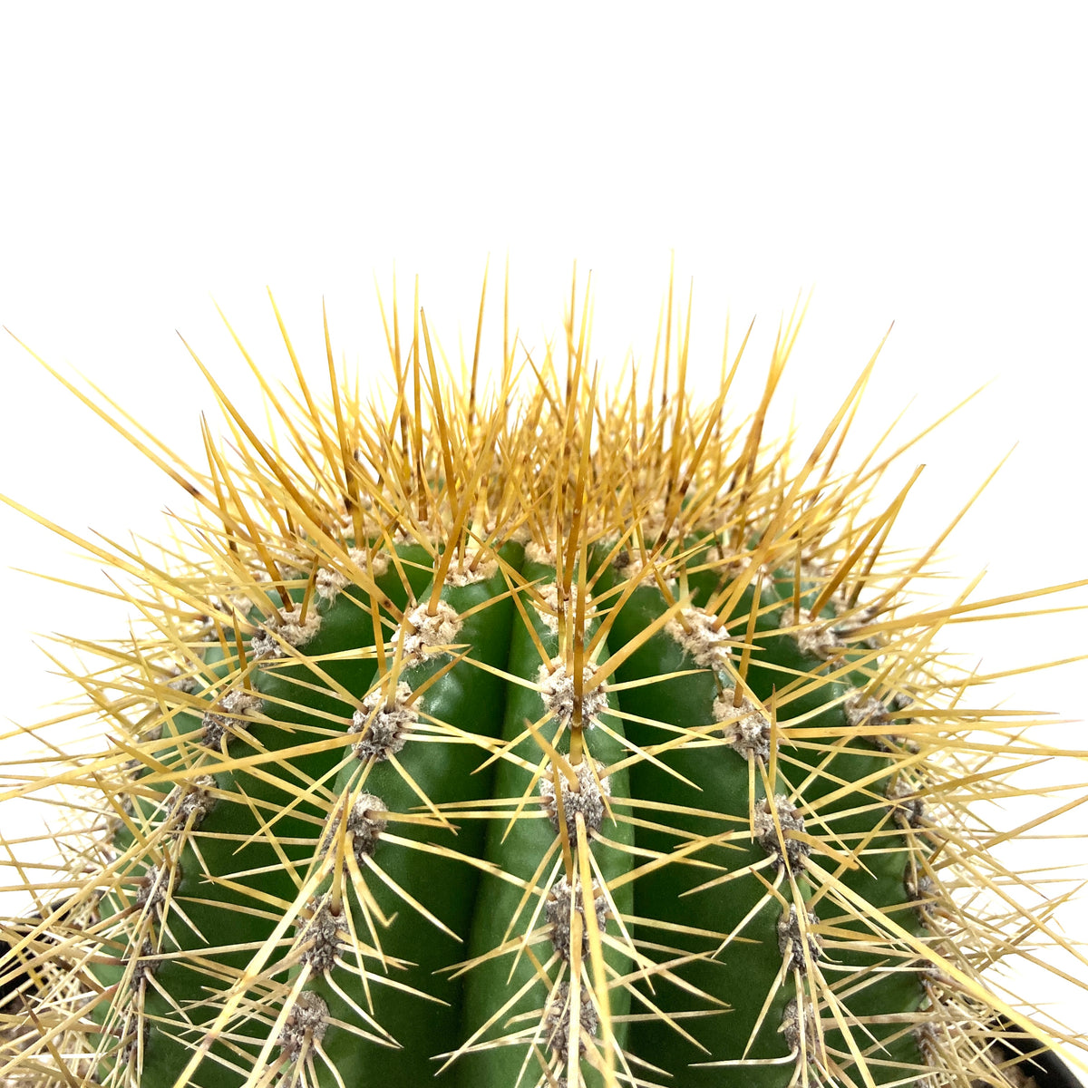 Cactus, 10in, Trichocereus grandiflorus 'Torch' - Floral Acres Greenhouse & Garden Centre