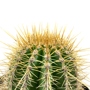 Cactus, 10in, Trichocereus grandiflorus 'Torch' - Floral Acres Greenhouse & Garden Centre
