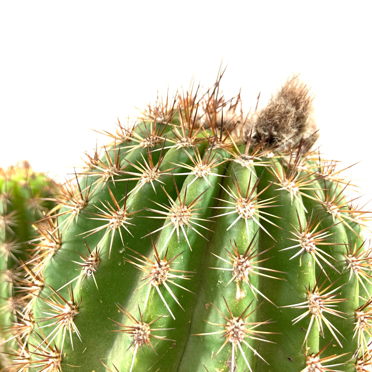 Cactus, 10in, Trichocereus Sun Goddess - Floral Acres Greenhouse & Garden Centre