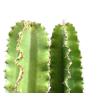 Cactus, 10in, African Candelabra - Floral Acres Greenhouse & Garden Centre