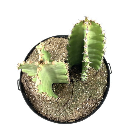 Cactus, 10in, African Candelabra - Floral Acres Greenhouse & Garden Centre
