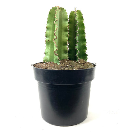 Cactus, 10in, African Candelabra - Floral Acres Greenhouse & Garden Centre