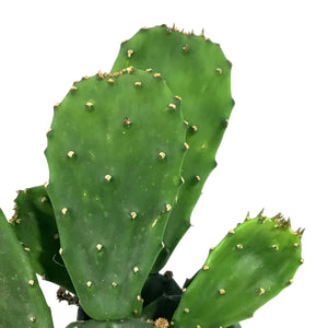 Cactus, 9cm, Opuntia Emerald Wave