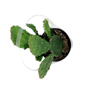 Cactus, 9cm, Opuntia Emerald Wave