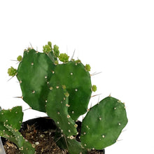Load image into Gallery viewer, Cactus, 9cm, Argentine Opuntia
