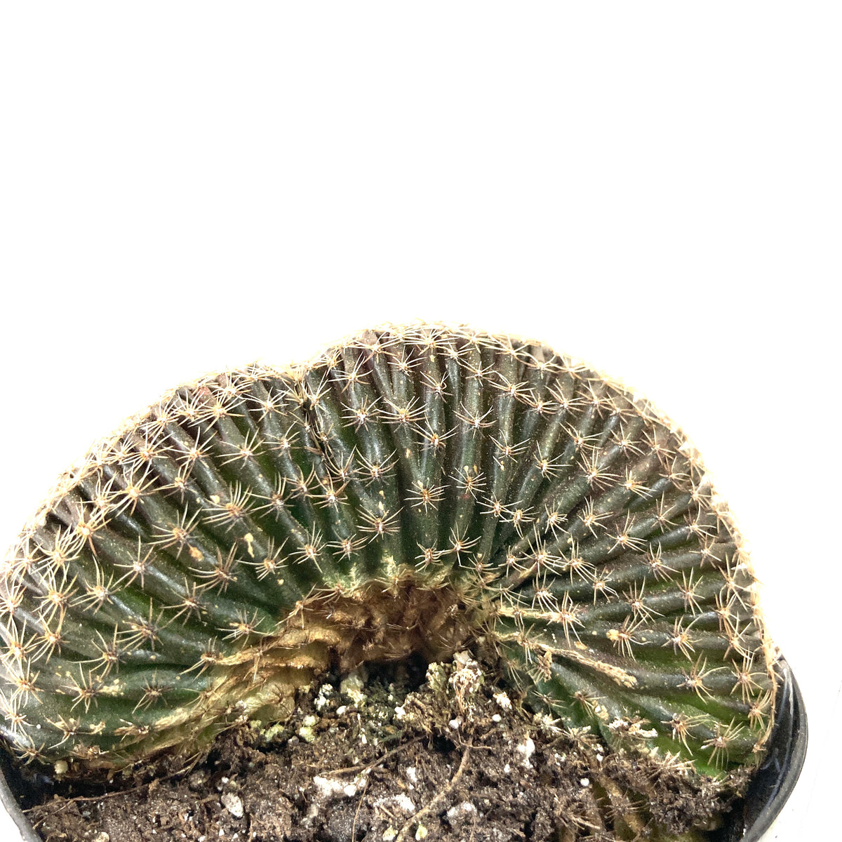 Cactus, 9cm, Myrtillocactus Dinosaur Back - Floral Acres Greenhouse & Garden Centre