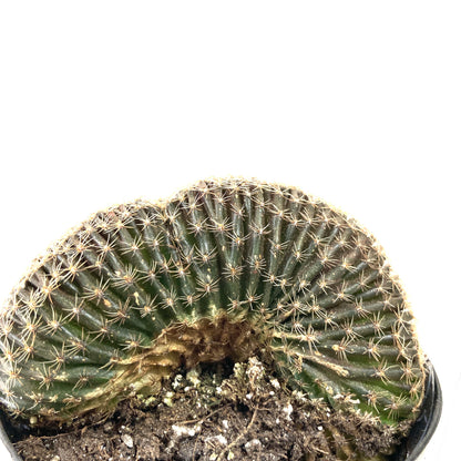Cactus, 9cm, Myrtillocactus Dinosaur Back - Floral Acres Greenhouse & Garden Centre