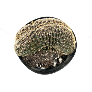 Cactus, 9cm, Myrtillocactus Dinosaur Back - Floral Acres Greenhouse & Garden Centre