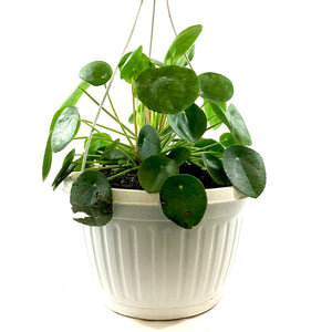 Pilea, 10in HB, Peperomioides - Floral Acres Greenhouse & Garden Centre