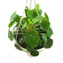 Load image into Gallery viewer, Pilea, 10in HB, Peperomioides - Floral Acres Greenhouse &amp; Garden Centre
